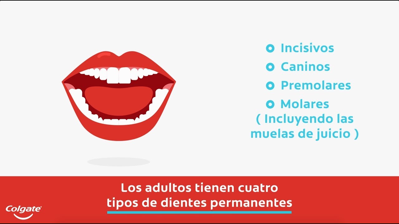 como el desayuno popular aeropuerto Conozca cuántos son sus dientes y de qué se componen | Colgate®