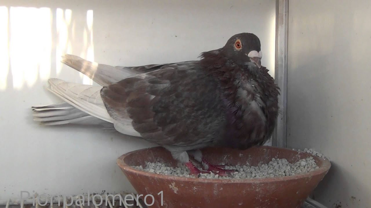 2. Reproductores de ulices el Gavilan.