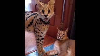 Beverly Hills Chihuahua 2009 Dvd Menu Walkthrough