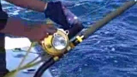 Daytime Swordfish Bite - O-Sea-D