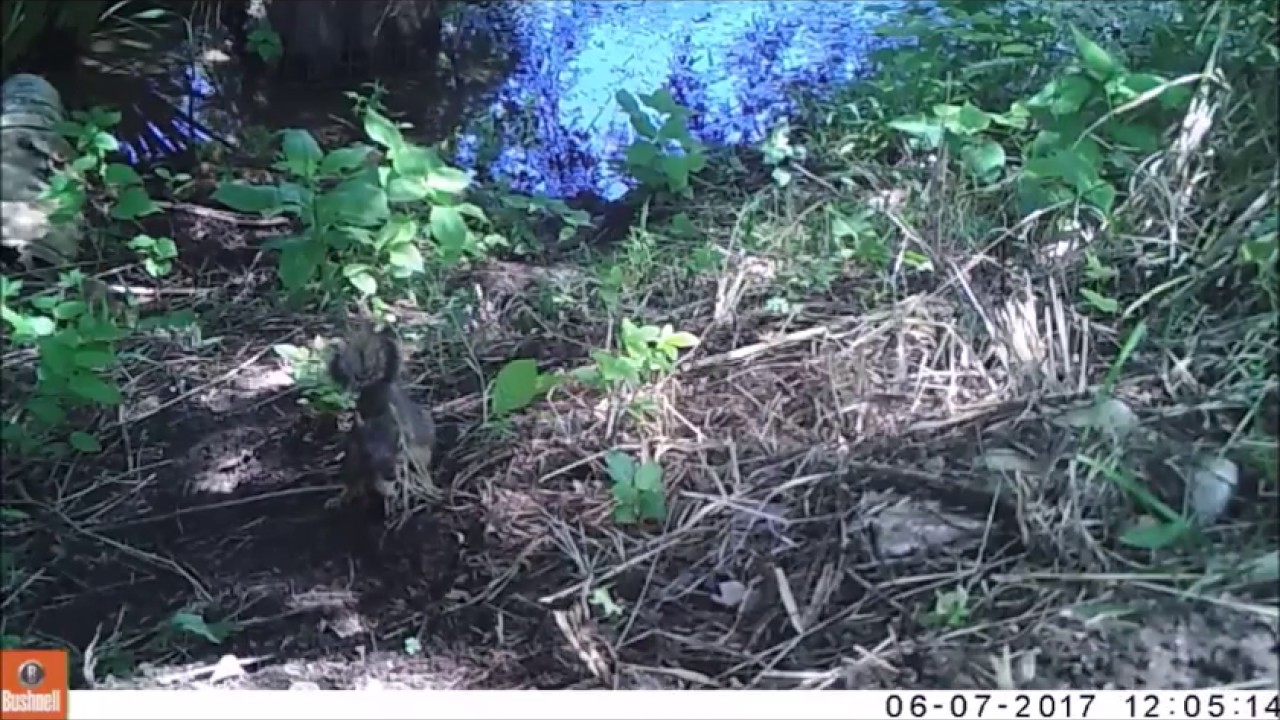 ペカンナッツ Interesting fox squirrel behavior