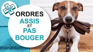 [Tuto véto] Comment apprendre le assis et pas bouger à son chien - Conseils vétérinaires by Catedog - Conseils Vétérinaires Illustrés 15,015 views 8 years ago 2 minutes, 41 seconds