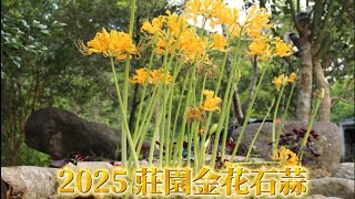 2025 莊園金花石蒜\/紅花石蒜 開花嘍