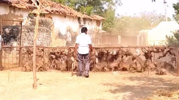 Penangkapan Ribuan Monyet Sang Perompak Pisang
