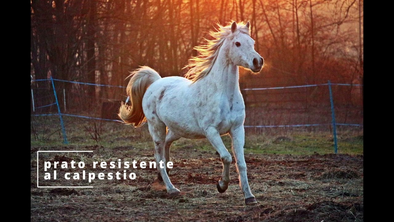 Seme Per Pascolo Cavalli 2,5 Kg SaatPur® | Prato A Basso Contenuto Di Fruttano