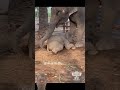 #funny #elephant #adorably #animals #cuteanimal #cutemammal #adoreble #babyanimal #babyelephant