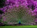 Best Ever Peacock Dance At Karanji Lake Of Mysore