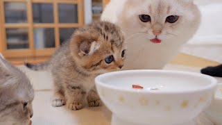 A cute tragedy happened to a kitten who tried to steal his daddy cat's food.