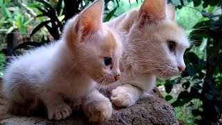 Cat's cute reaction on record cat's meowing sounds ❤️❤️🥰🥰🥰 by My cat's world 🌎🌎 2,433 views 1 month ago 20 seconds