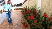 Ixora Anita - Um buquê de flores no jardim - thptnganamst.edu.vn
