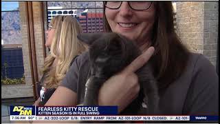 Fearless Kitty Rescue On Fox 10 Phoenix