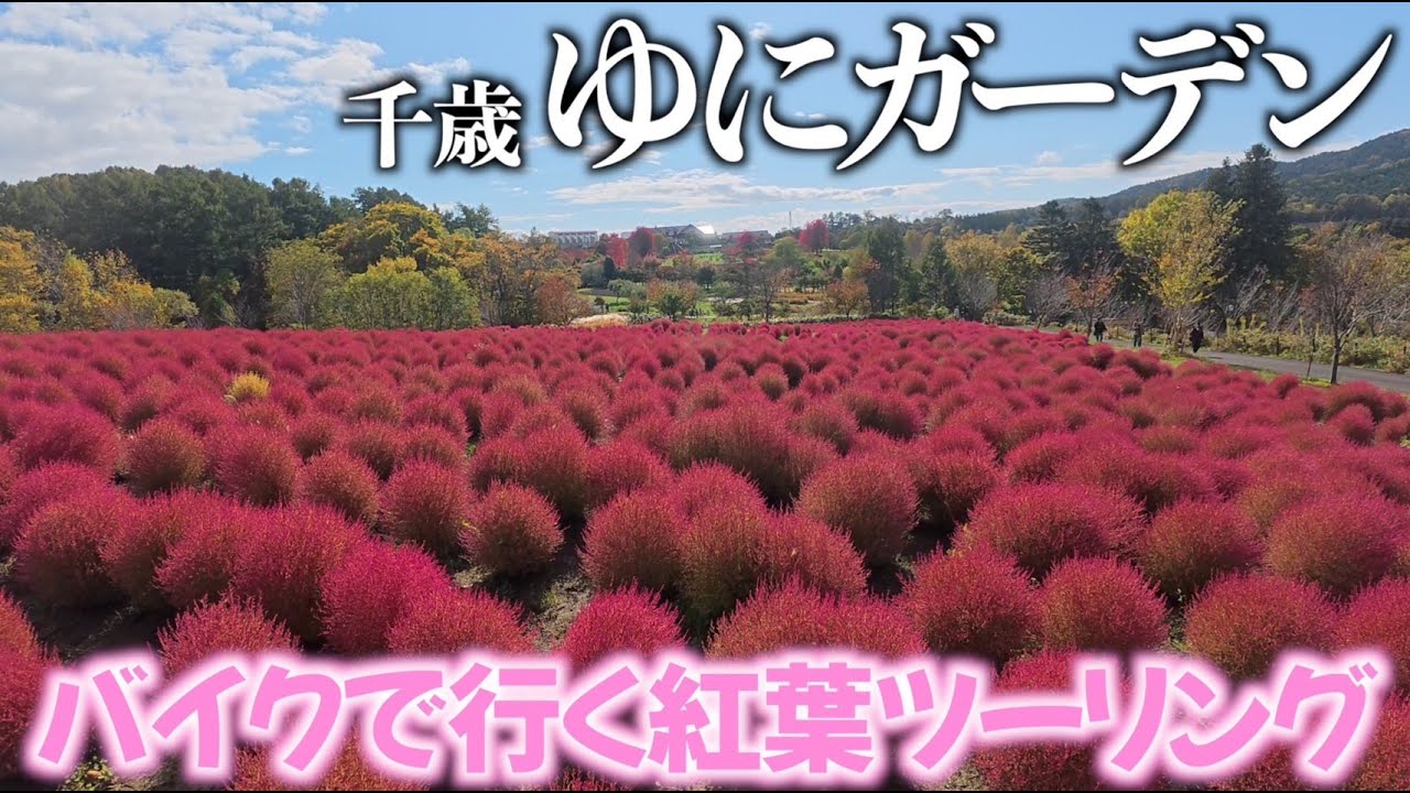 【バイク女子ソロツー】紅葉の日勝峠を通ってコキアを見に行くよ