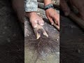 bow drill the traditional art of starting a fire #primitivefire #traditionalfire #selfsufficiensy