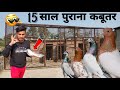 15 साल पुराना कबूतर 😱 Top quality ka racer pigeon setup😍|#kabutarbazi #pigeon #pigeonvlog