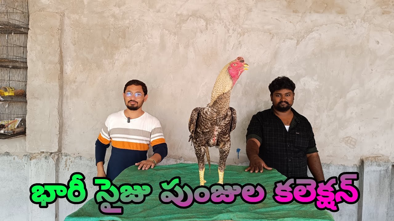భారీ సైజు పుంజుల కలెక్షన్ – ఫామ్ విసిటింగ్ వీడియో! @S K N Vlogs 