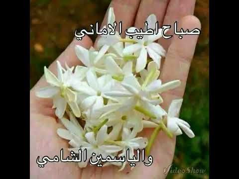 Image result for ‫صور ياسمين الشام‬‎