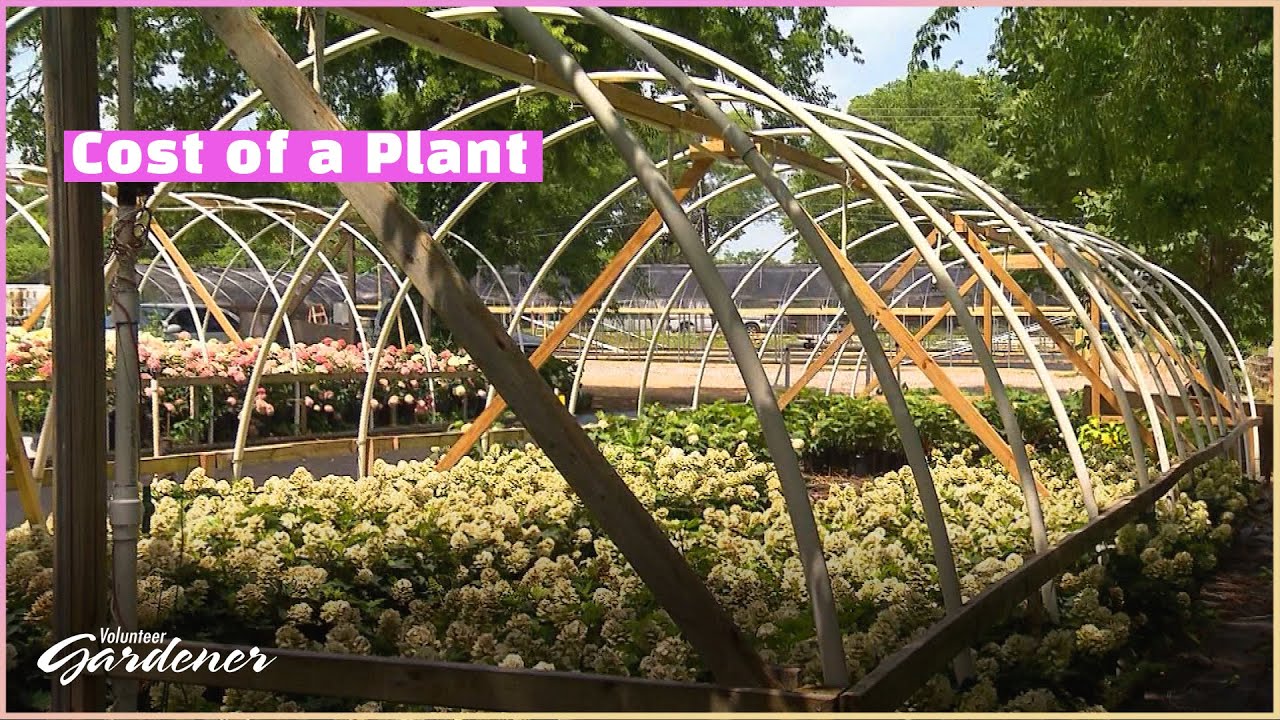 Cost of a Nursery Plant | Volunteer Gardener