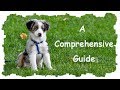 How To Potty Trian A Dog in 2018 *** Potty Train Method That Worked For Me *** How To Potty Trian A Dog in 2018 *** Potty Train Method That Worked For Me ***