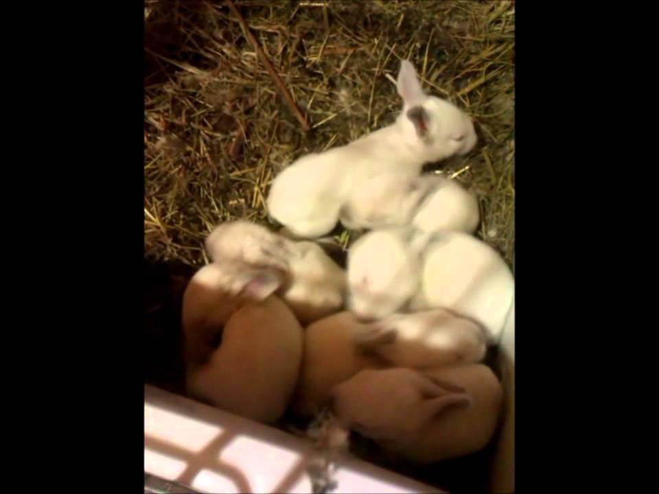 крольчатам 10 дня