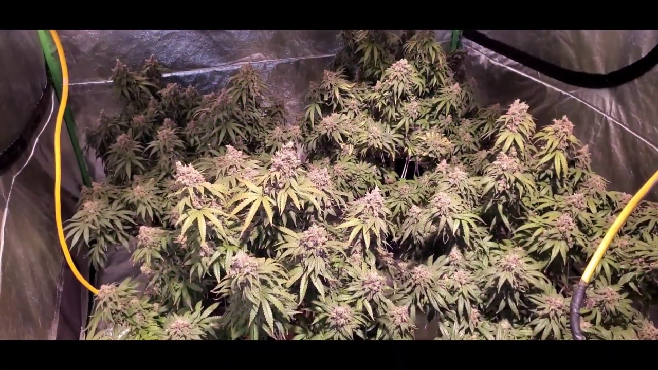 Week 9, Time To Flush! Amber trichome pics, pics of the biggest buds, new strains coming up!!
