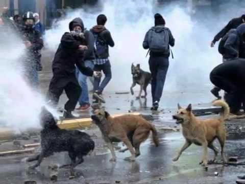 Video: Dibenamkan Di Taman Taksim Gezi: Panduan Untuk Memburu - Rangkaian Matador