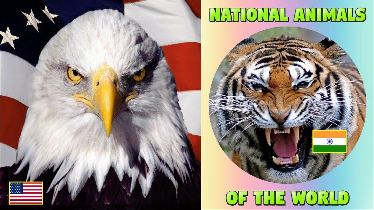National Animals of the World - Countries and Flags for Kids 