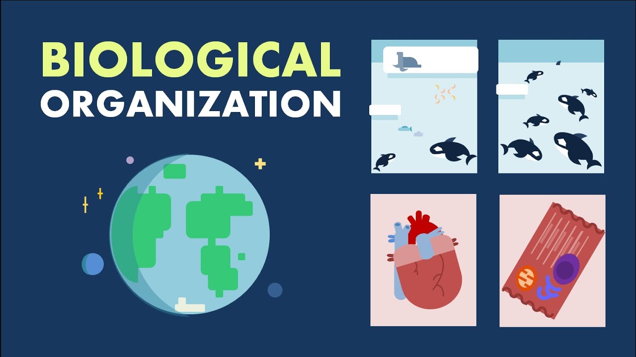 Levels Of Biological Organization Infographics Levels vrogue.co