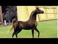 Arabian horses Stallion Champion💪حصان عربي اصيل الراقص سبارتكوس😍 ولد مروان الشقب حركة نارية