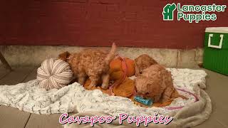 Adorable Cavapoo Puppies