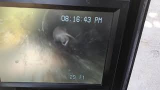 Rat in sewer by Green's Plumbing Co 225 views 3 years ago 47 seconds