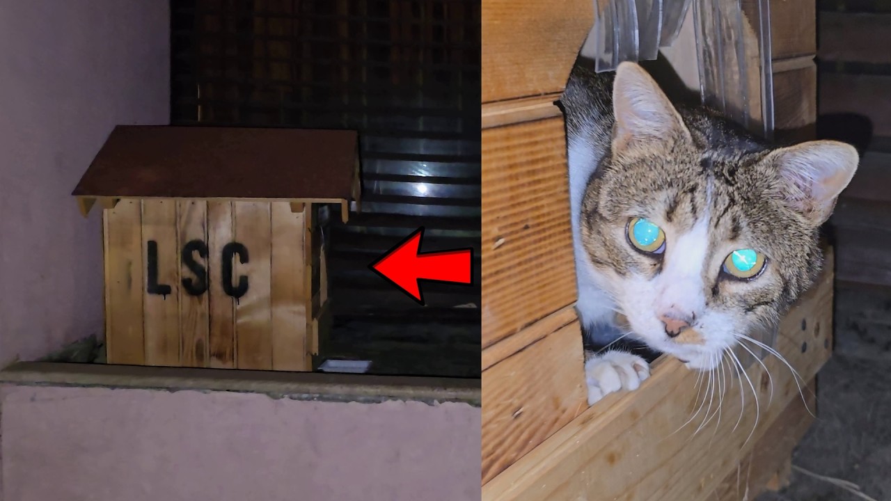 This Little House Saves a Family of Tabby Cats from the Cold ❄️🐾 | Warmth, Care & Winter Survival