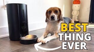 Why you MUST keep your dog on a Feeding Schedule? by Beagle Care 2,268 views 6 months ago 1 minute, 55 seconds