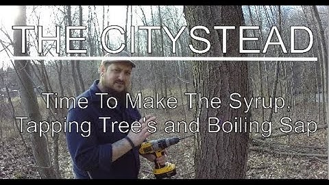 Maple Syrup Time, Tapping Trees and Boiling Sap | Michigan | The Citystead