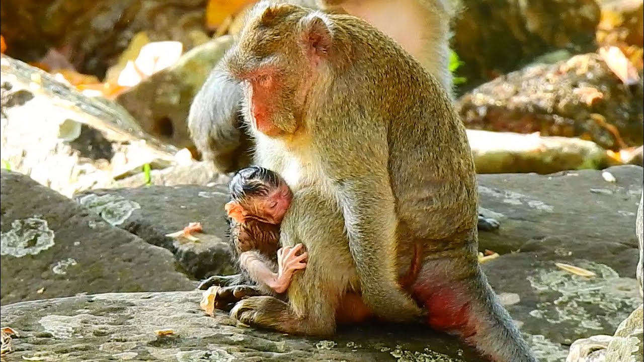 Congratulations! Mum Jane giving birth in this early morning to cute newborn 11/28/2020.