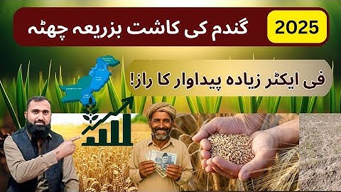 How to get a high Wheat Yield with the Broadcasting Method in 2025