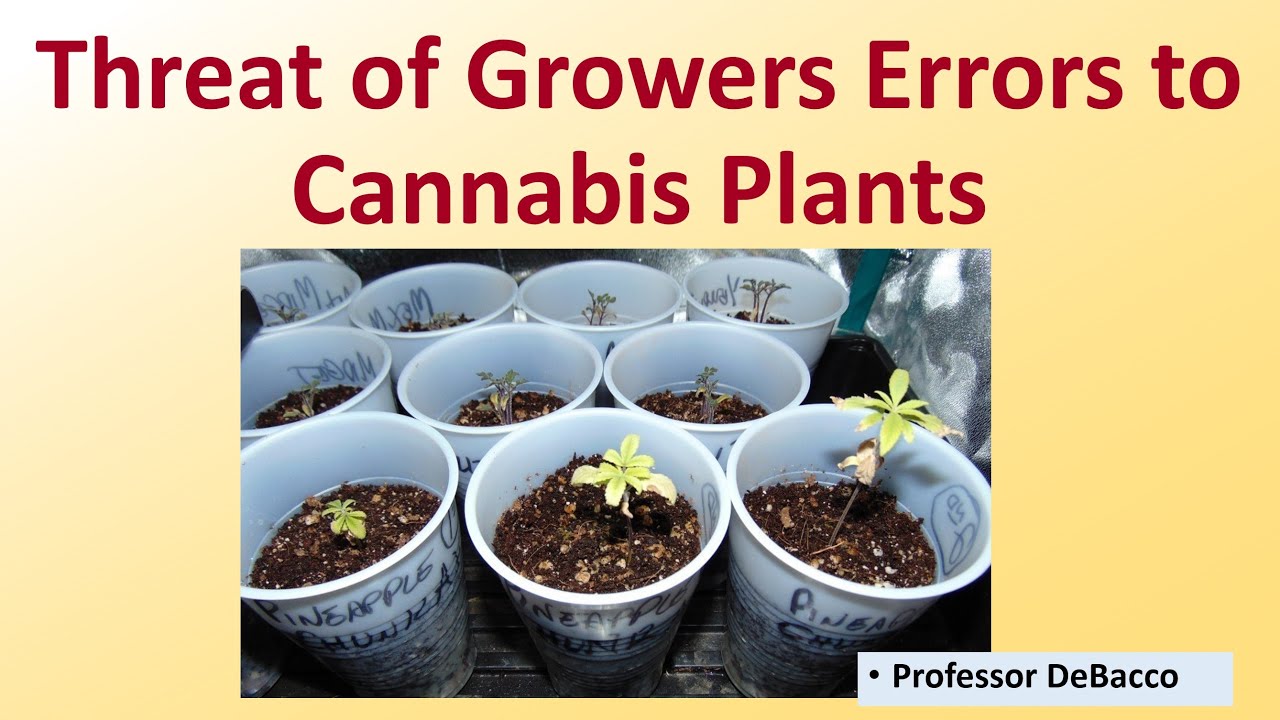 Threat of Growers Errors to Cannabis Plants
