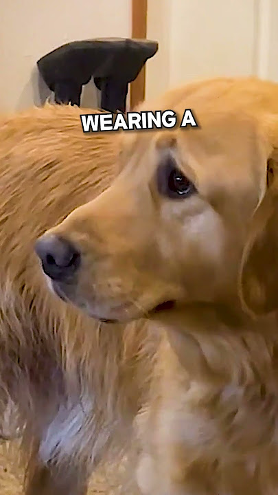 The Adorable Reason That This Dog Can't Stop Crying💕