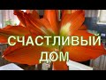 Гиппеаструм -семейный цветок 🌹! С Днём Рождения сынок ❤️