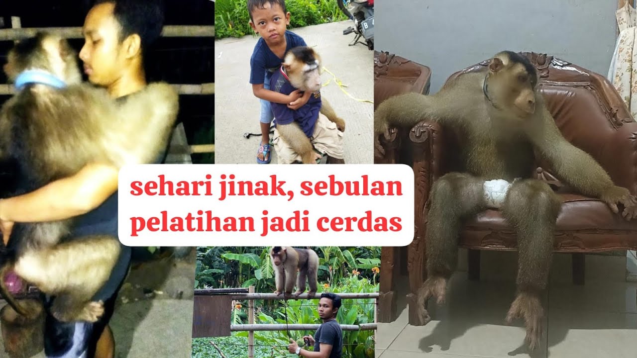 ASAL MUASAL MONYET BERUK TERJINAK SI BASTIAN SIPIT!!!