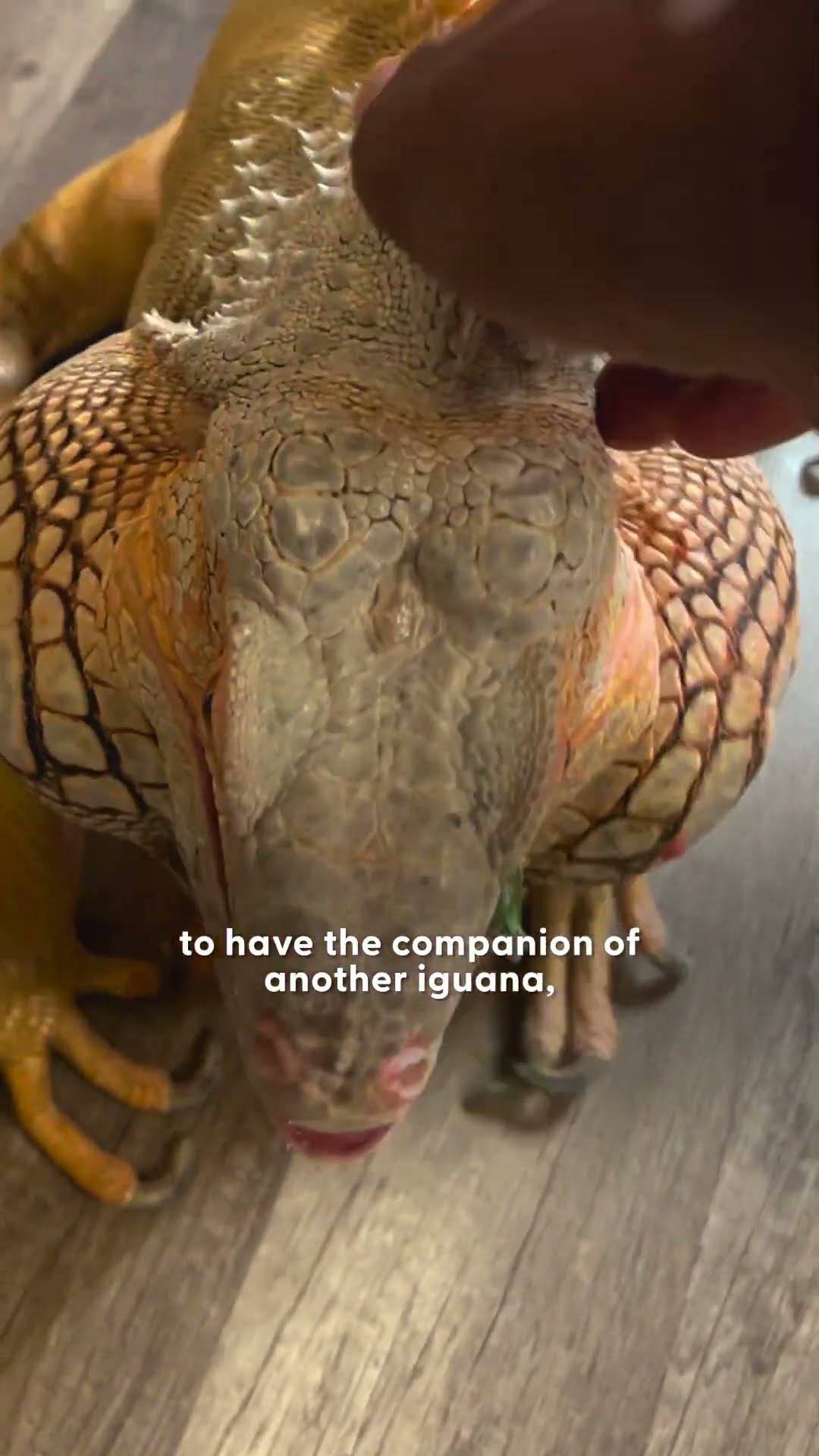 Iguana Gets a New Iguana Best Friend | The Dodo