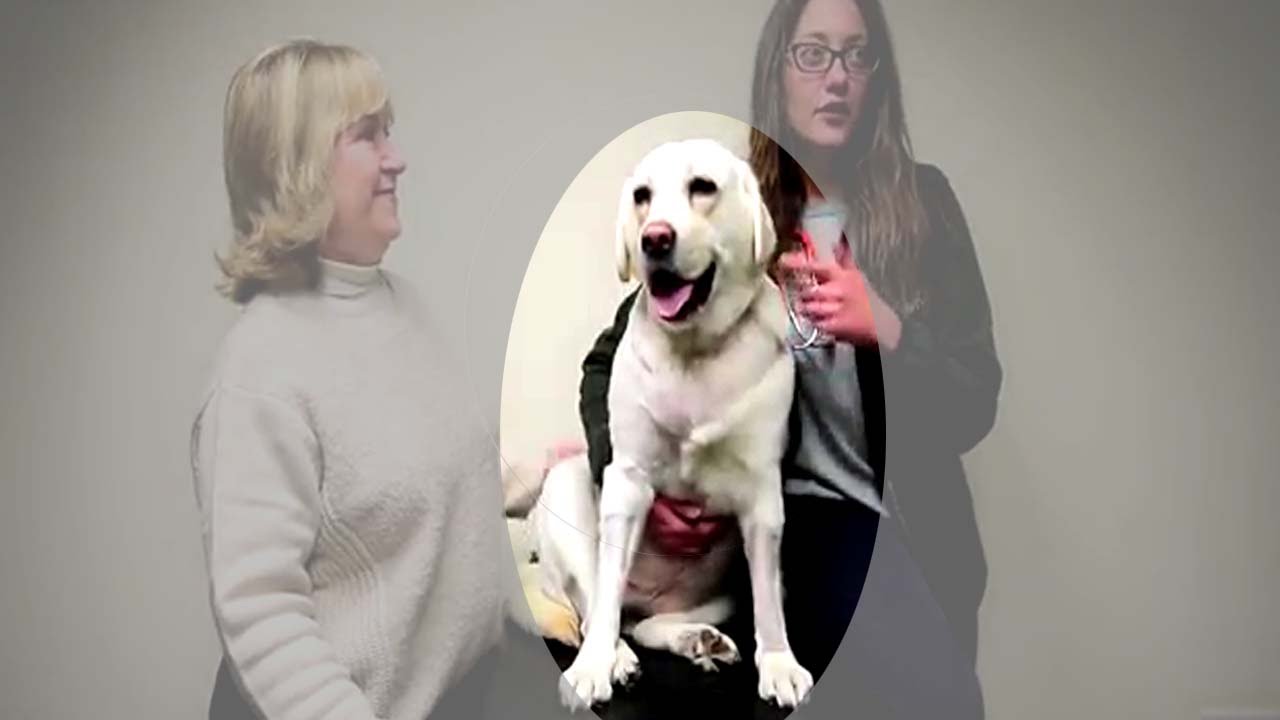 Mabel  First dog in the world to undergo open heart surgery