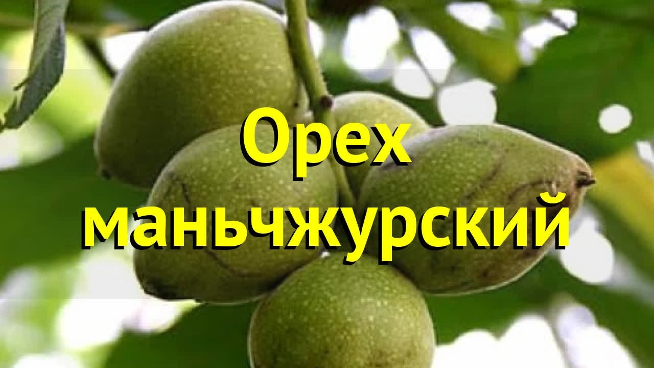 Орех маньчжурский. Краткий обзор, описание характеристик, где купить саженцы juglans mandshurica