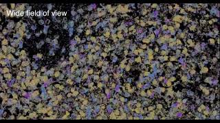 Sub cellular view - Spatial omics by WEHImovies 2,589 views 6 months ago 10 seconds