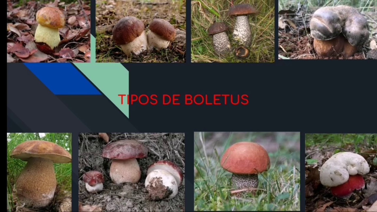 TIPOS DE BOLETUS — CAP. 4