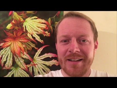 Can I leave Japanese  maples outside over the winter in pots? - JAPANESE MAPLES EPISODE 36