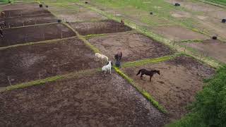 Centro Ippico Ambador