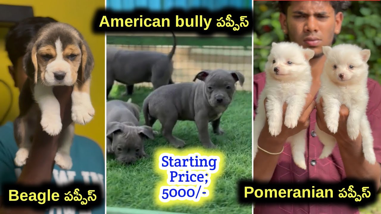 Beagle,Pomeranian ,Americanbullly puppies for sale / 63056 27184 /aj pets