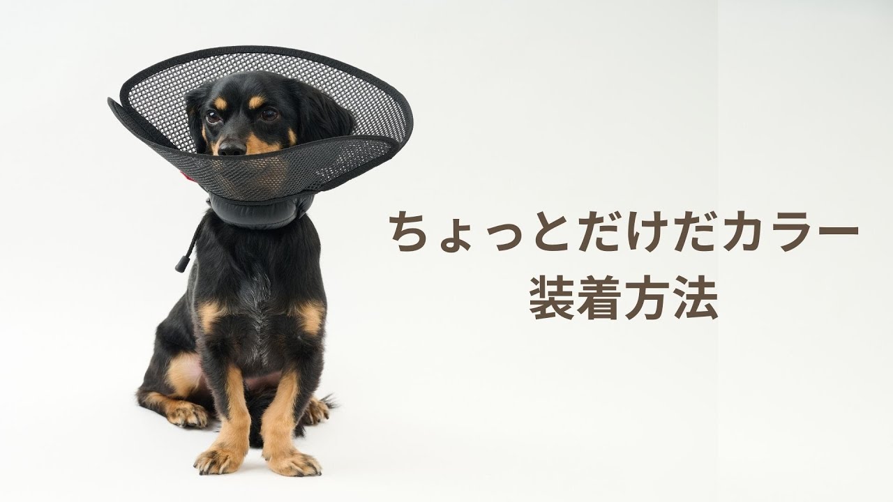 軽やかに使えるメッシュ素材のエリザベスカラー「ちょっとだけだカラー