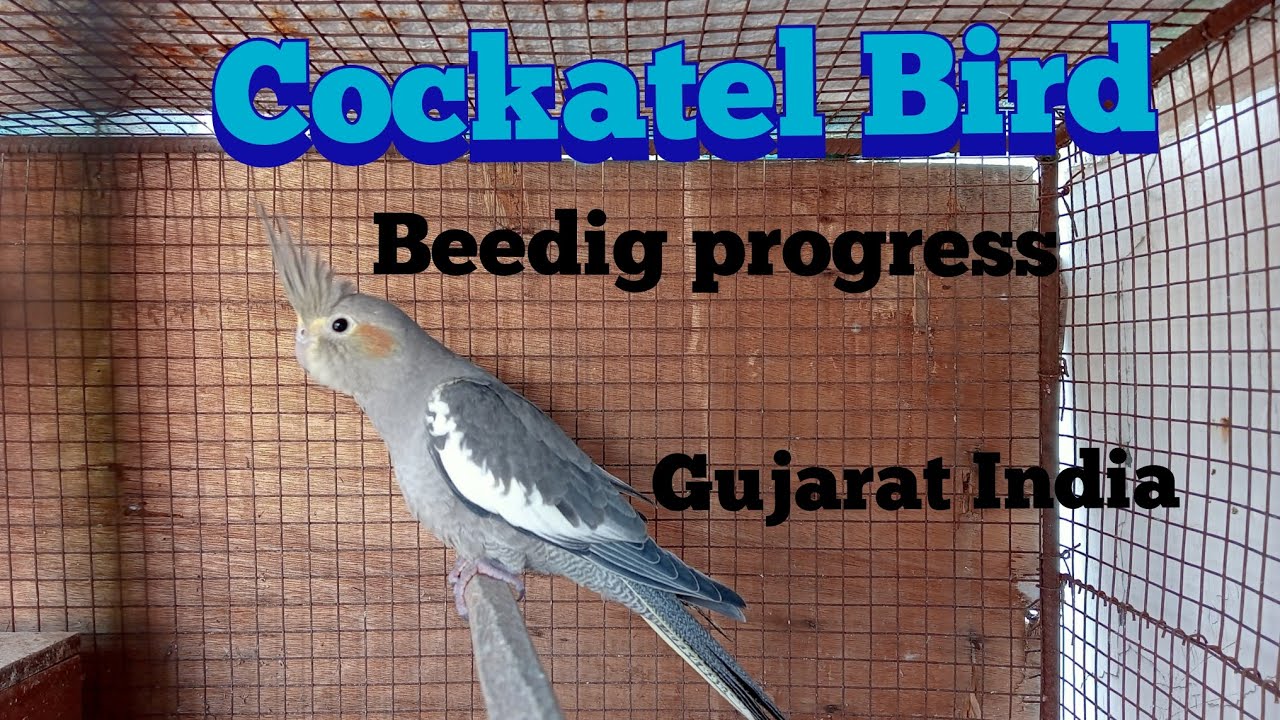 cockatiel bird Beedig progress! कॉकटेल बर्ड कि बिरडीग पोग्रेस। YouTube