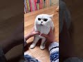 Most Satisfying Funny Cat Video 😂😂😂  #shorts